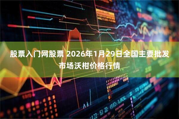 股票入门网股票 2026年1月29日全国主要批发市场沃柑价格行情